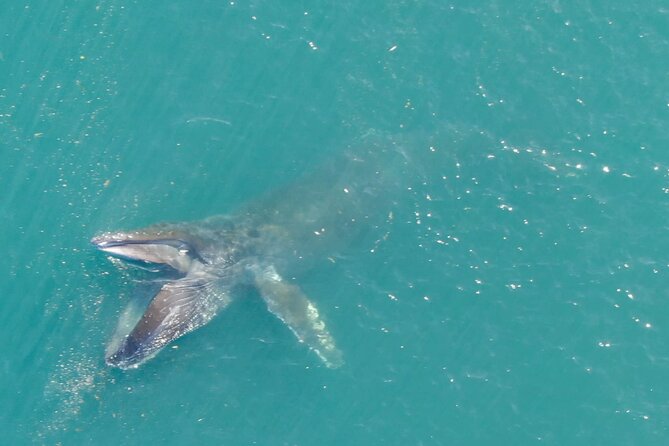 Alaska Whale Watching with bonus Drone viewing of Whales - Captain Josh’s role on the water