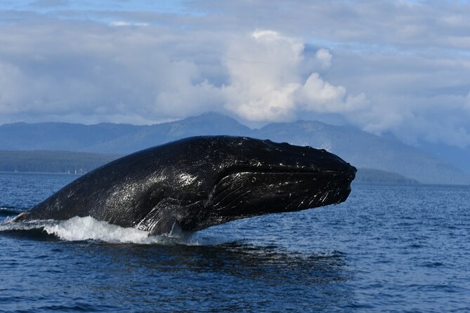 Alaska Whale Watching with bonus Drone viewing of Whales - The value of the $249 price
