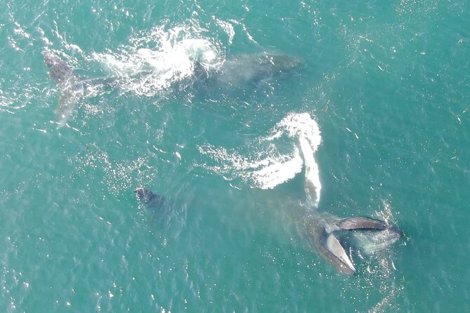 Alaska Whale Watching with bonus Drone viewing of Whales - Who will enjoy this Hoonah excursion most