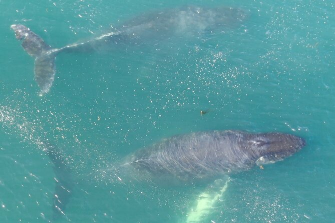 Alaska Whale Watching with bonus Drone viewing of Whales - A small boat with room to move