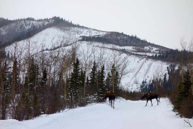 Alaskan Back Country Side by Side ATV Adventure with Meal - Why the guides matter on a rough ride