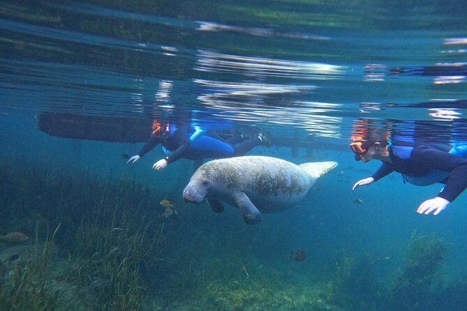 All-Inclusive Small Group Manatee Swim with Free Photos - Key points to know before booking