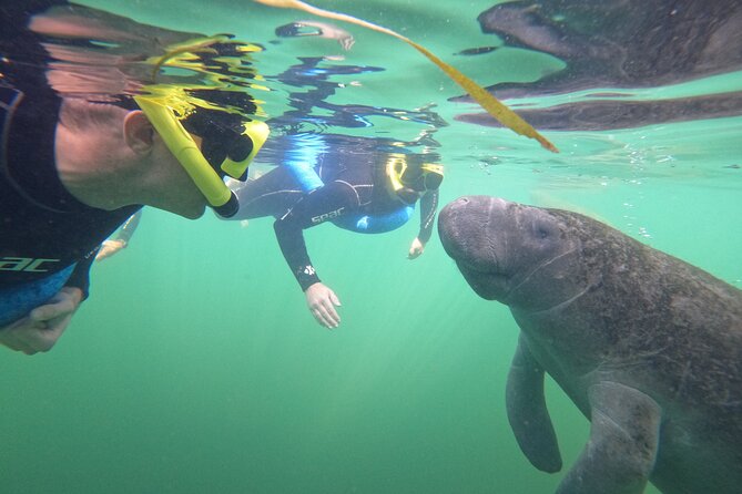 All-Inclusive Small Group Manatee Swim with Free Photos - Water clarity and cold conditions