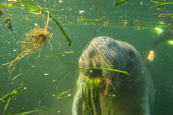 All-Inclusive Small Group Manatee Swim with Free Photos - Why the small boat changes the day