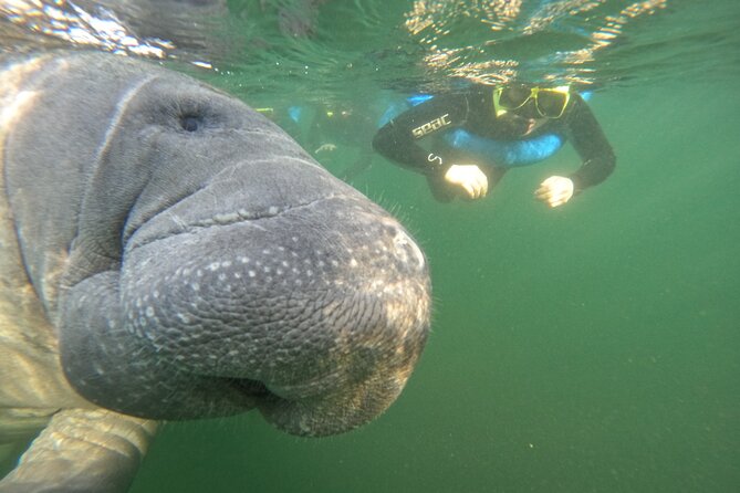 All-Inclusive Small Group Manatee Swim with Free Photos - The guide and captain make the difference