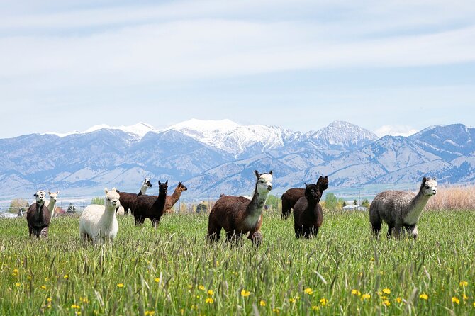 Alpaca and Llama Farm Tour - Quick reasons to choose this Bozeman farm visit
