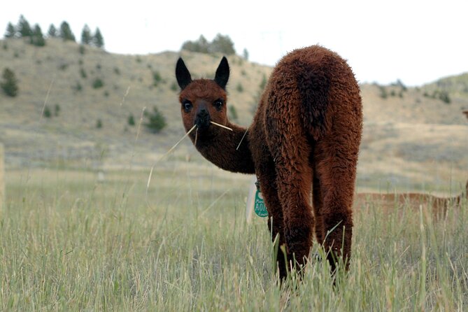 Alpaca and Llama Farm Tour - What you learn, beyond the cute faces