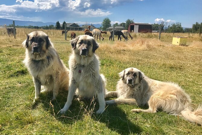 Alpaca and Llama Farm Tour - Why the four-person limit improves the visit