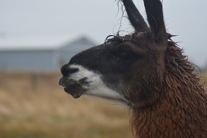 Alpaca and Llama Farm Tour - Planning your clothing, timing, and comfort