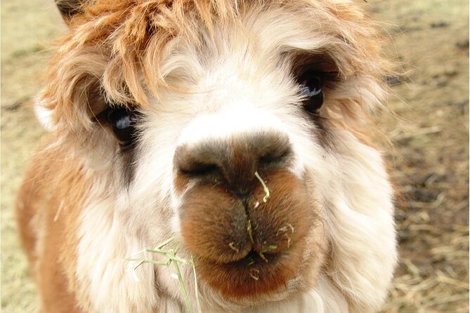 Alpaca and Llama Farm Tour - Mobility and access on a working farm