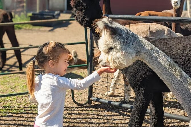 Alpaca and Llama Farm Tour - Is the tour good value?
