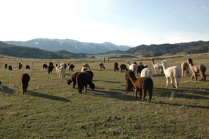 Alpaca and Llama Farm Tour - The other animals: Chili, Hazel, Finn, and Jill