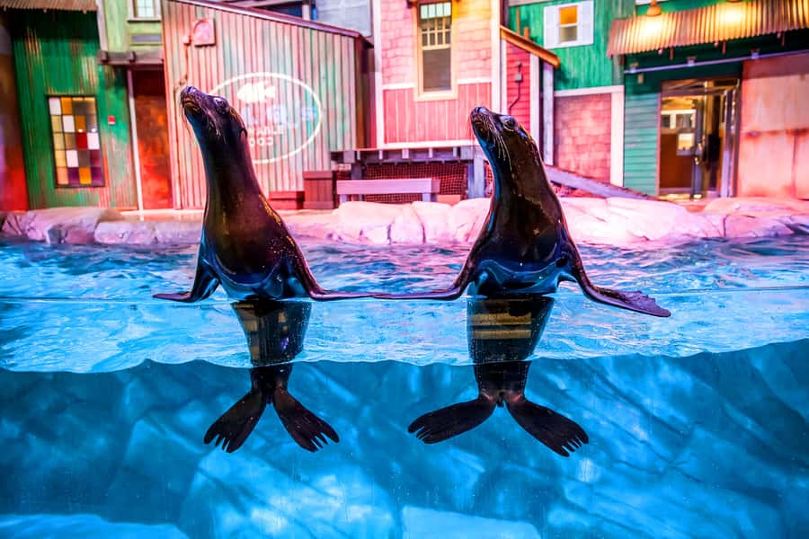 Atlanta: Georgia Aquarium Skip-the-Box-Office Entry Ticket - Make Ocean Voyager your first major stop