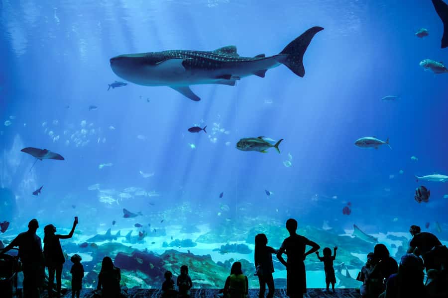 Atlanta: Georgia Aquarium Skip-the-Box-Office Entry Ticket - Give the sea lion show the same priority