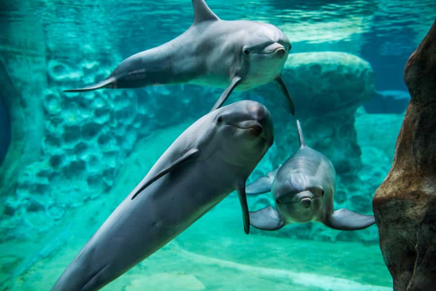 Atlanta: Georgia Aquarium Skip-the-Box-Office Entry Ticket - Plan two to three hours, or use the full day wisely