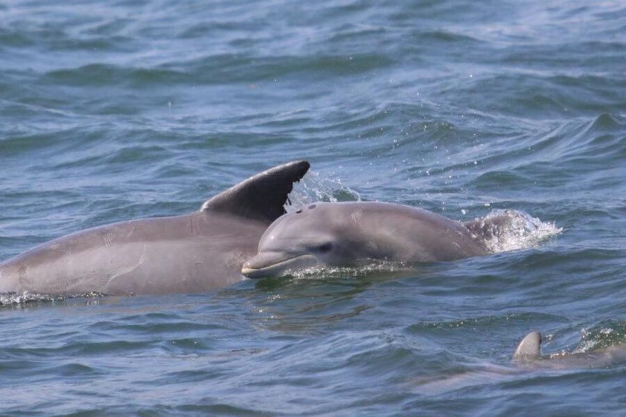 Atlantic City: Dolphin Watching Ocean Cruise Adventure - Leaving Historic Gardner’s Basin
