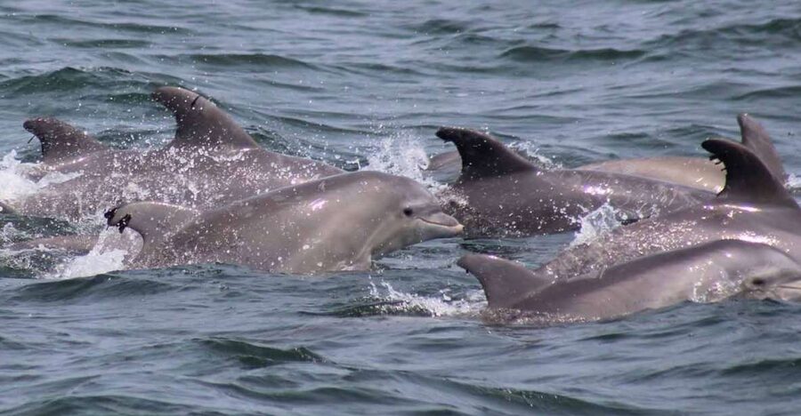 Atlantic City: Dolphin Watching Ocean Cruise Adventure - Rough water, motion sickness, and comfort