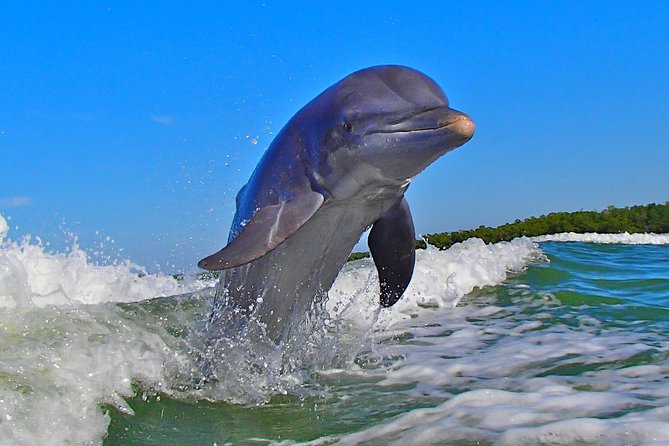 Avi's Premium Dolphin Tour by Jet Ski - Comfort and Safety on the Water