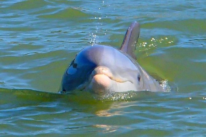 Avi's Premium Dolphin Tour by Jet Ski - Cancellation Rules Worth Knowing