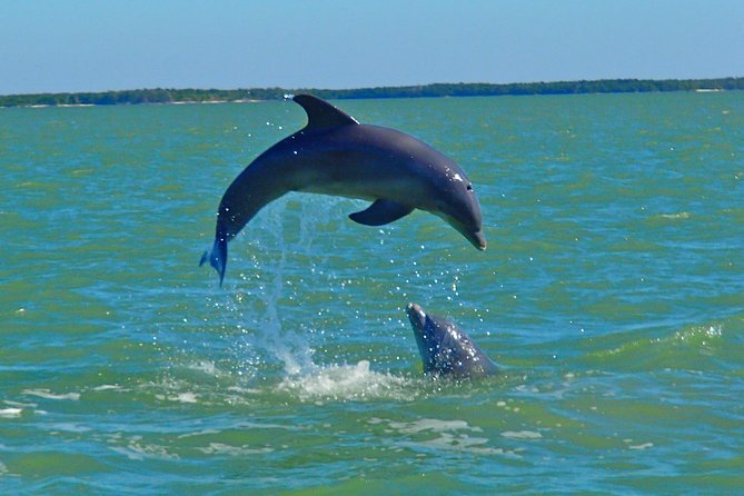 Avi's Premium Dolphin Tour by Jet Ski - Dolphin Watching Without False Promises