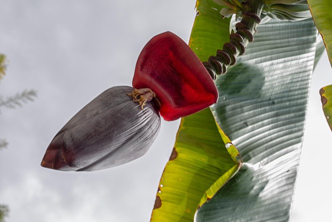 Award Winning Farm Tour: Coffee, Chocolate and Unique Gifts - Coffee and chocolate made on site