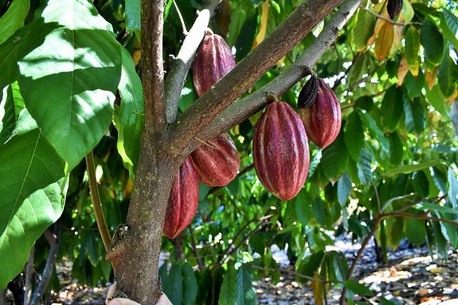 Award Winning Farm Tour: Coffee, Chocolate and Unique Gifts - The soap workshop is the surprise