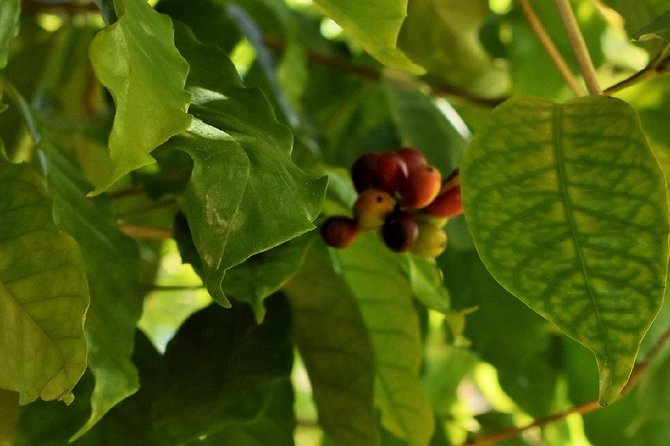 Award Winning Farm Tour: Coffee, Chocolate and Unique Gifts - Three hours with a group of up to 30