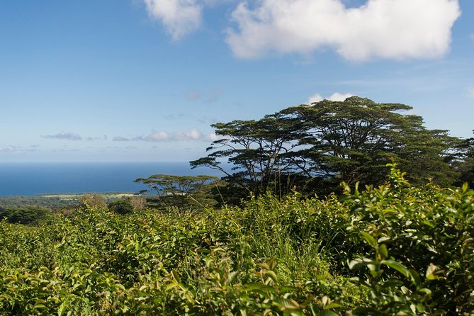 Big Island Kohala Canopy Zipline Adventure - Planning around Hawi and northern Kohala