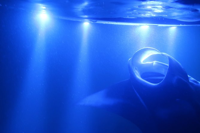 Big Island: Kona Manta Ray Snorkel Tour in Keauhou Harbor - Floating beside manta rays for up to 30 minutes