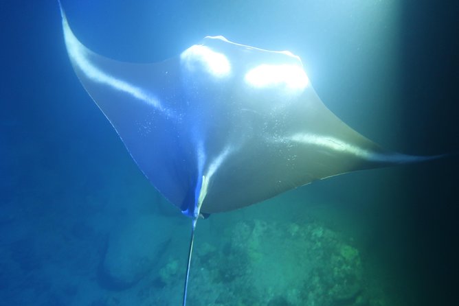 Big Island: Kona Manta Ray Snorkel Tour in Keauhou Harbor - Why the small group matters