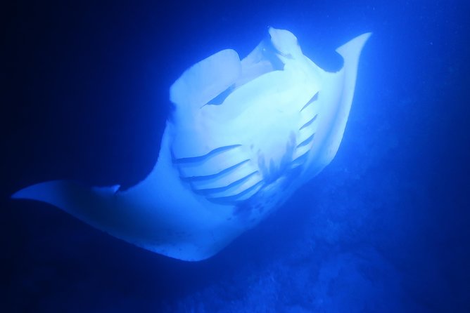 Big Island: Kona Manta Ray Snorkel Tour in Keauhou Harbor - Price, timing, and the real value