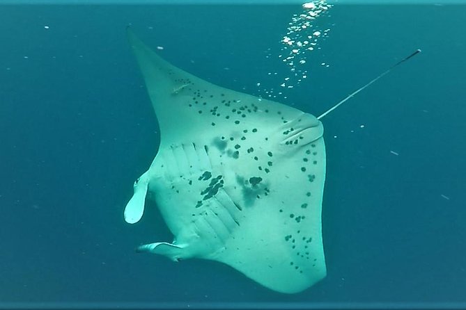 Big Island: Kona Manta Ray Snorkel Tour in Keauhou Harbor - Keauhou at night: what the setting adds