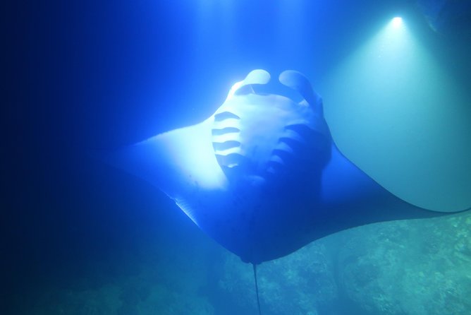 Big Island: Kona Manta Ray Snorkel Tour in Keauhou Harbor - Who will enjoy this one-hour format