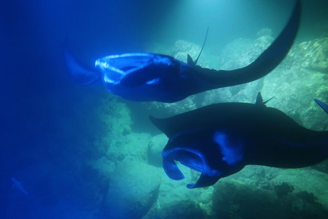 Big Island: Kona Manta Ray Snorkel Tour in Keauhou Harbor - The three-minute boat ride to Keauhou’s manta area