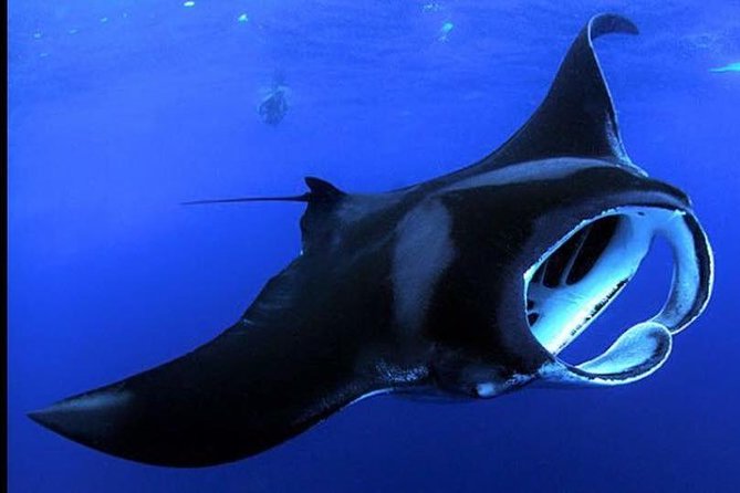 Big Island Manta Ray Night Snorkel - Key points before you book