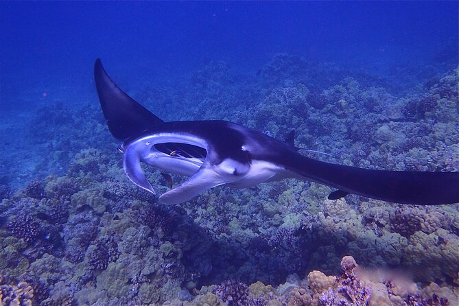 Big Island Manta Ray Night Snorkel - What happens once you enter the water