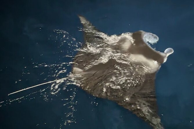 Big Island: Manta Ray Night Snorkeling Adventure in Kailua-Kona - Why Kona’s night mantas are worth the effort