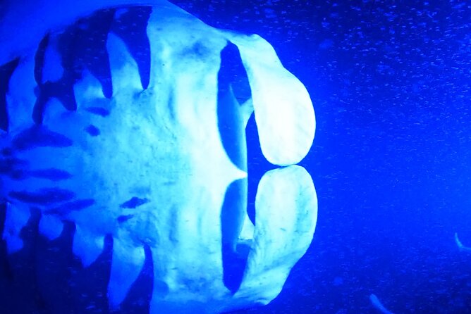 Big Island: Manta Ray Night Snorkeling Adventure in Kailua-Kona - The lighted raft and the manta show