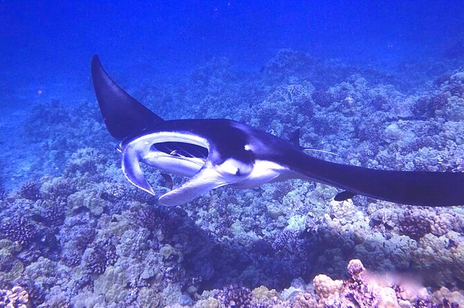Big Island: Manta Ray Night Snorkeling Adventure in Kailua-Kona - Price, group size, and practical value