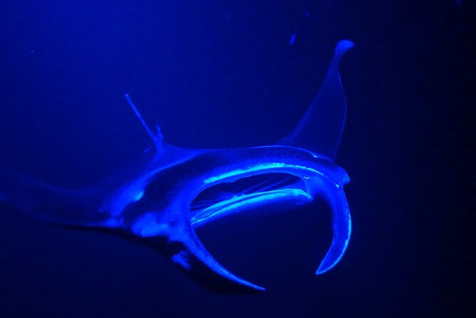 Big Island: Manta Ray Night Snorkeling Adventure in Kailua-Kona - Who should book this Kona manta tour