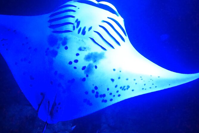 Big Island: Manta Ray Night Snorkeling Adventure in Kailua-Kona - My take: book it if you can handle the ocean