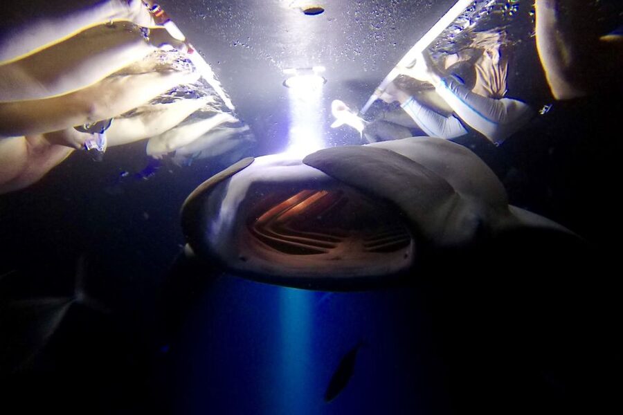 Big Island: Night Swim with Manta Ray with Hot Chocolate - Key points to know before booking