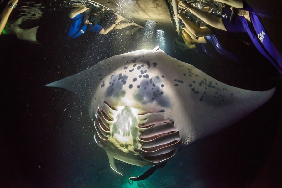 Big Island: Night Swim with Manta Ray with Hot Chocolate - Why Kona’s night manta swim feels so different