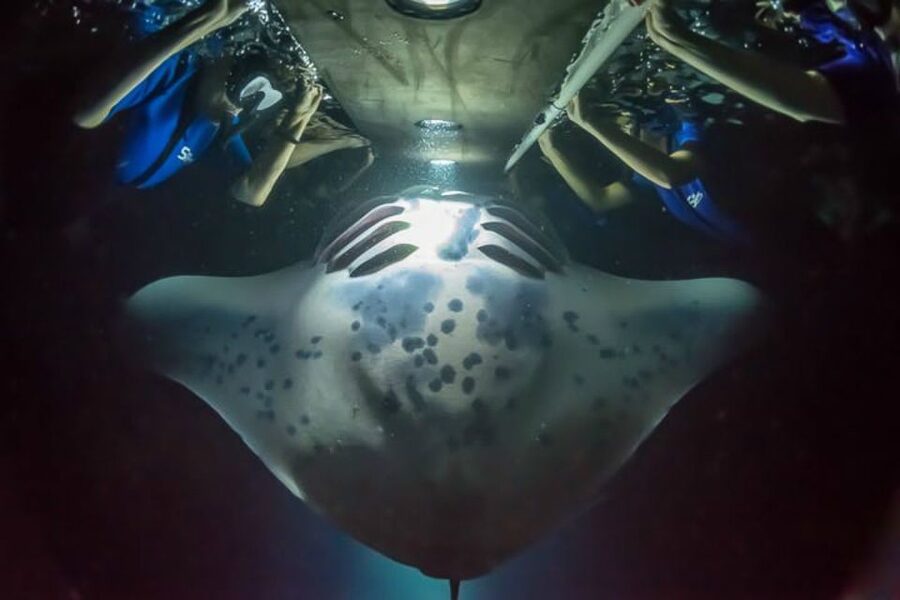 Big Island: Night Swim with Manta Ray with Hot Chocolate - What it is like to enter the water at night