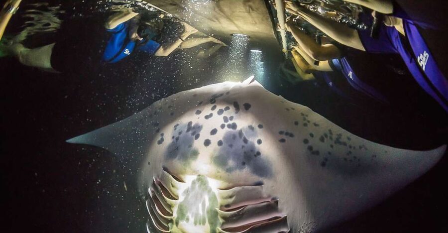 Big Island: Night Swim with Manta Ray with Hot Chocolate - Check-in at Keauhou Bay and the short ride out