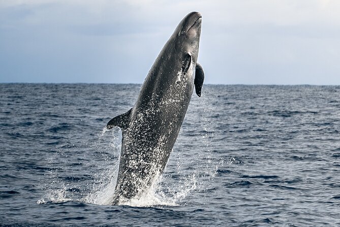 Big Island: Pelagic Whale Watch Tour - Key points to know before you book