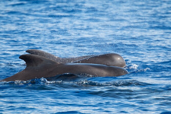 Big Island: Pelagic Whale Watch Tour - Moving offshore into the pelagic zone