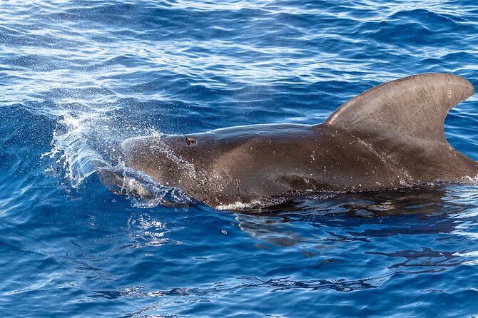 Big Island: Pelagic Whale Watch Tour - The naturalists make the difference