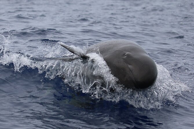 Big Island: Pelagic Whale Watch Tour - What the trip is really worth at $129