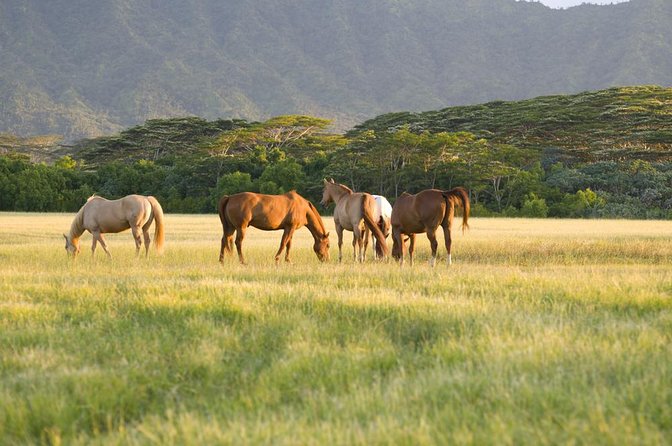 Big Island Waterfalls Tour with Swimming and Botanical Garden - What makes this Big Island tour worth considering